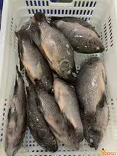 Tilapia congelada