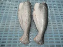 Pangasius HGT