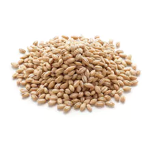 Barley grains premium barley seeds for sale