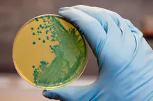 Agar Agar grado bacteriológico