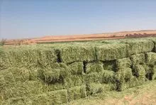 Heno de alfalfa de calidad Alimento para animales Alimento rico en proteínas