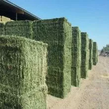 Pacas de heno de alfalfa a la venta