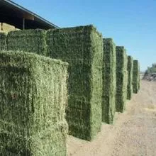 Premium quality barn stored Grass Alfalfa