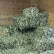 Buy Green Alfalfa hay 100% Alfalfa hay