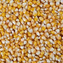 2级黄玉米用于动物喂养