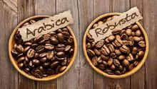 Grano de café Arábica y grano de café robusta