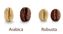 Robusta coffee(grade A) and Arabica Coffee Beans(G