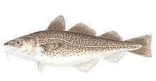 Atlantic Cod Belly