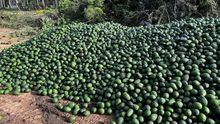 aguacate, pera, plátano, melocotón 