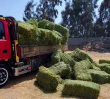 200% Alimentación animal de primera calidad, alfalfa verde, heno, harina de soja, 46% maíz amarillo