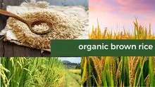 Arroz Integral Orgânico - Organic Brown Rice