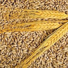 Wholesale Good Quality At Factory Price Barley Barley Animal Feed Barley