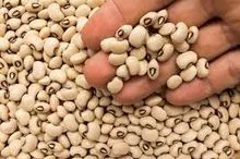 Caupí de alta calidad disponible ahora