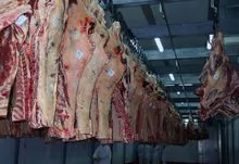 Beef meat for export