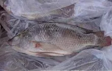 tilapia congelada proveedores