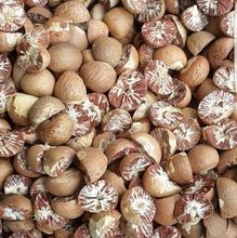 fresh green raw Betel nut / Areca nut