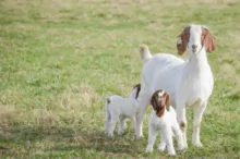 Cabras jabalíes