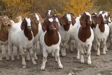Boer Goats with Full Blood