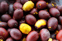 Buriti Oil