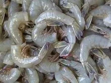 Compre Camarão Vivo &amp; Congelado.