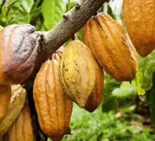 Cacao Africano