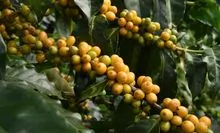 Selected special coffee, sieve 16, Variety Yellow Bourbon - SACA 60 KG