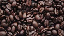 Arabica Coffee Mundo Novo