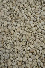  Traditional Coffee / Arabica Coffee