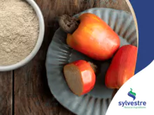 Cashew Powder Extract