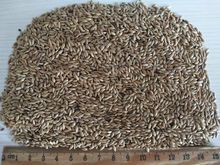  Canary seed