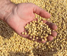 NON-GMO Soybeans - GMO Soybeans - Soybean Oil 