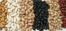 Kidney beans, black beans, pinto beans, white beans, red beans