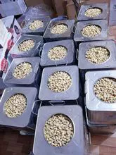 Wholesale Cashew nut