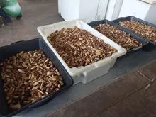 巴西坚果