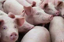 PORK (Product of Brazil)