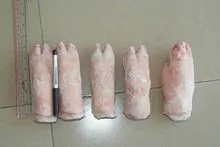 Frozen Pork Front Feet and Hind Feet For Sale