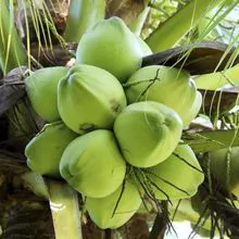 Coco fresco de alta calidad 