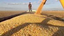 MAÍZ TRANSGÉNICO Y NOW-GMO - ESTÁNDAR DE EXPORTACIÓN