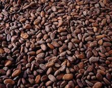 Vainas de alta calidad y granos secos Granos de cacao - secos