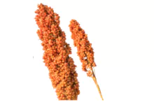 Semilla de sorgo