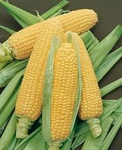 批发玉米（黄玉米和白玉米）——食品级和饲料级