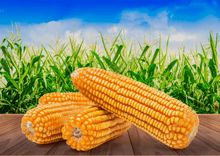 High-Quality Yellow Corn for Animal Feed & Human Consumption, Bulk Supply