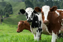 Vaquilla Holstein