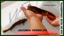 Crenicichla lugubris–Pike-Cichlid Red Tapajos