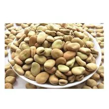 高品质 FABA BEANS BROAD BEANS 马豆出售