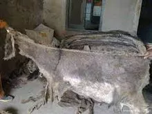 Donkey Hides For Sale at Competitive Price