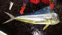 PEIXE DOURADO