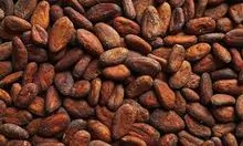 Chocolate Cocoa 'Cacao' Plant