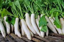 DAIKON