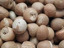 Dried Batel Nuts/ High Quality/ Cheapest Price 